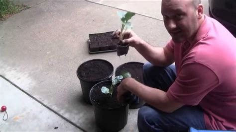 The first was green comet broccoli, and now this. Green Comet Broccoli - Easy Container Gardening - YouTube