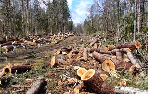 Masyarakat harus sadar akan 3.3.2. Polda Sumsel Periksa 24 Tersangka Pembabat Hutan