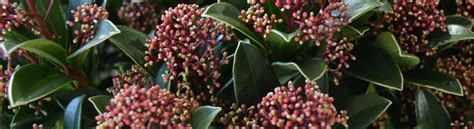 A wide range of trees and shrubs, perfect for your garden. Skimmia japonica 'Pink Dwarf' ® (male plant') - Greenseasons