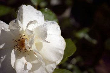 Rosa is a genus of about 150 species of deciduous (occasionally evergreen) shrubs and climbers noted for their beautiful, often. Easy-care favorite. What do you get when you cross the ...