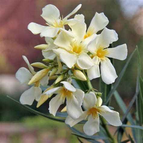 Vor drei wochen habe ich meine drei oleander aus ihrem winterquartier geholt. Oleander (Nerium oleander) pflanzen, pflegen - Mein ...