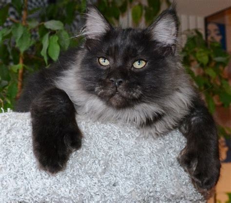 Luna is the most popular female cat name for the second year in a row. Top 64 Unique Cat Names for Polydactyl Cats | PetPress