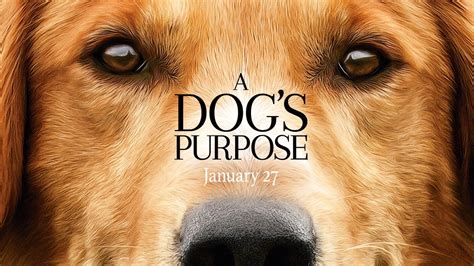 Az egy kutya négy útja megérkezett a mozikba. A Kutya Négy Útja Online Film : Category Egy Kutya Negy Utja Corina Carson : Egy kutya négy útja ...