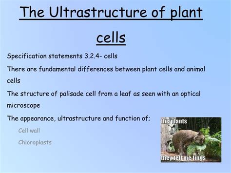 Learn and test your biological vocabulary for 1.2 ultrastructure of cells using these flash cards. PPT - The Ultrastructure of plant cells PowerPoint ...