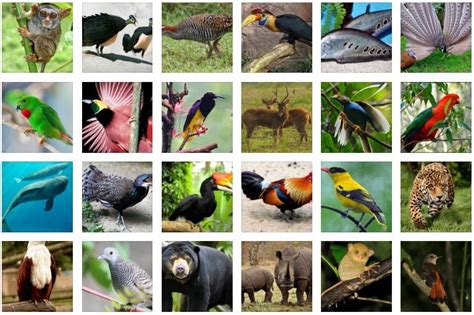 Maybe you would like to learn more about one of these? Daftar Macam Macam Fauna Identitas Provinsi di Indonesia ...