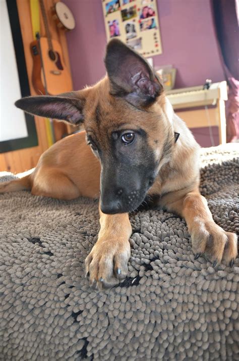 Where did you come up with the name rambo? O'Luna Belgian Malinois | Belgian malinois dog, Belgian ...