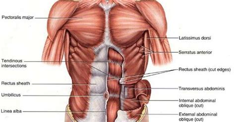 Abdominal muscles can be crooked, flat, close together, and even far apart. abdominal muscles anatomy - Google Search | Squats, Daily ...