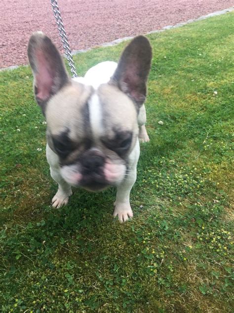 Browse and find french bulldog puppies today, on the uk's leading dog only classifieds site. French Bulldog Puppies For Sale | Richmond, VA #270857