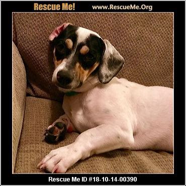 When your puppy starts life as an american dachshund, you don't have to worry. - Texas Dachshund Rescue - ADOPTIONS - Rescue Me!