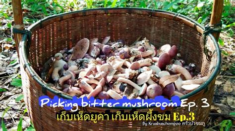 My name is nok and i like to pick mushrooms, as you see. เก็บเห็ดผึ้งขม Ep.3|Picking the bitter mushrooms Ep.3