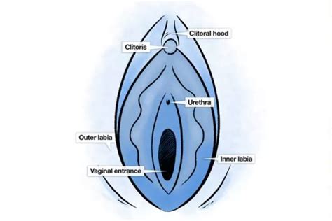28 oct 2020 12:50 in response to koala100. Why the labia is part of the vagina women are some ...