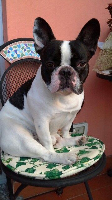 Dob he knows the pups and will be able to answer all of your questions. Il mio bullo ♥♡♥ | Dogs, Boston terrier, Terrier