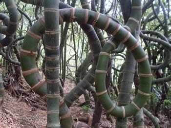 Saung bambu selalu diidentikkan dengan suasana pedesaan yang asri dan menenangkan. Teknik Pengawetan Bambu ~ jasa pembuatan saung bambu