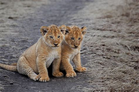 Herzlich willkommen im löwen center leipzig! Junge Löwen Foto & Bild | tiere, wildlife, säugetiere ...