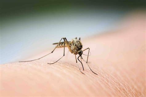 Zanzare, rimedi naturali e non per difendersi dalle punture