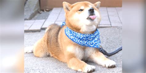 Only guaranteed quality, healthy puppies. 19 Reasons To Never Adopt A Shiba Inu | HolidogTimes