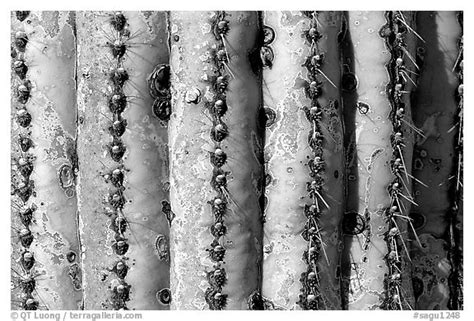 They provide large amounts of pollen, fruit, and nectar. Black and White Picture/Photo: Saguaro cactus trunk close ...