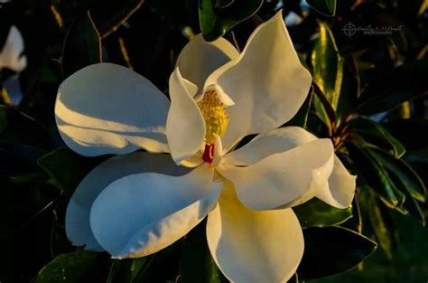 Jul 08, 2021 · softscaping is planting trees, grass, shrubs, flowers, and other plants. Mississippi Magnolia | Biloxi, Mississippi, Flowers