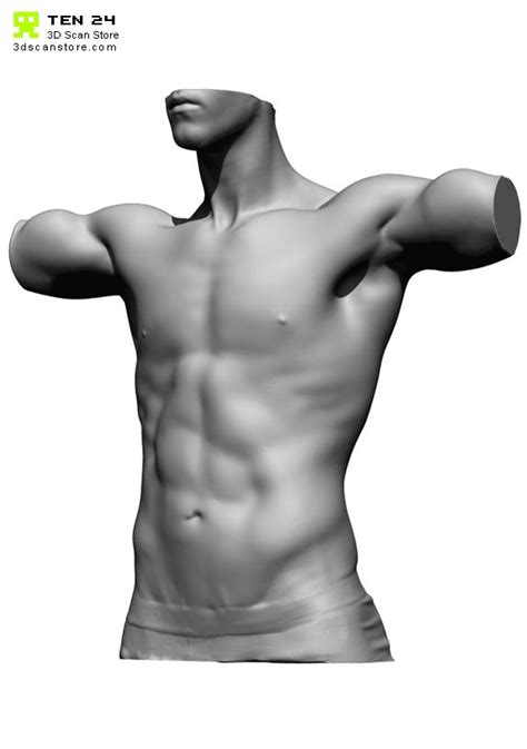It is made up of 12 pairs of ribs. Reference Character Models - Page 11 | Anatomy, Male torso ...