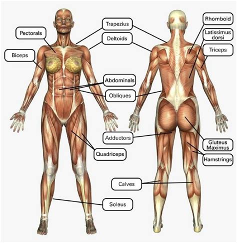 Muscle action exercises/machines chest press incline press pectoral fly. Female Muscle Chart | Corpo humano, Anatomia do corpo ...