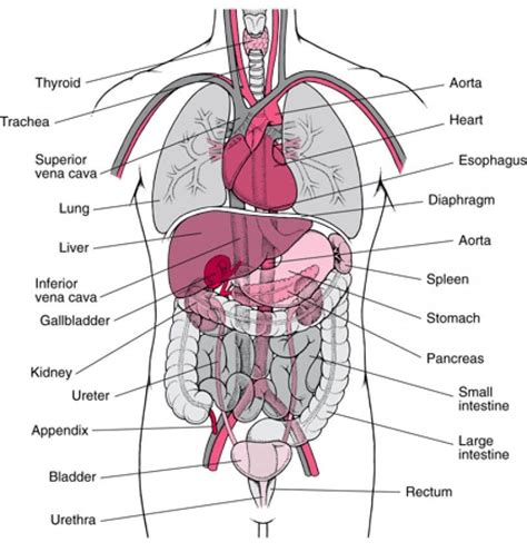 Jul 30, 2020 · the heart is a muscular organ about the size of a closed fist that functions as the body's circulatory pump. Free Diagrams Human Body | human body organ diagram ...