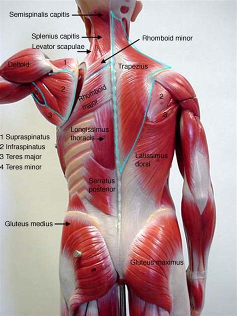 Back / anatomy & histology*. My//Your//Our (MYOUR) Sadhana: The Axis: The Back II ...