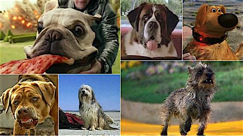 A good dog movie with its heart in the right place, just like any nameless canine regardless of its what makes a dog movie good? Best in Shows: The 100 Most Iconic Dogs in Movies ...