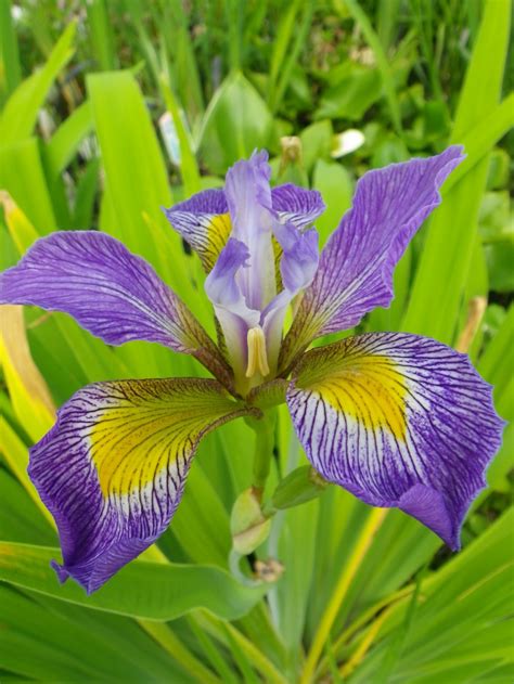 Maybe you would like to learn more about one of these? Iris virginica Orchid Purple - Devon Pond Plants