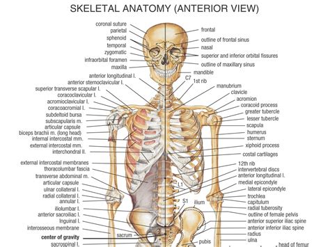 Anatomy of the human body. The Skeletal System Anatomy | Health Life Media