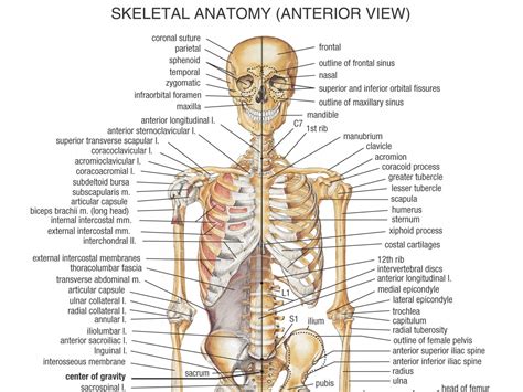 The upper and lower spine of bipedal creatures must be curved to absorb the shock of the bipedal gate. The Skeletal System Anatomy | Health Life Media