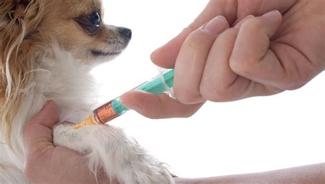 Find out what other people are paying for the vaccine as well as what you should pay. Veterinary Practice: How Often Should Dogs Get Shots