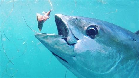 Free for commercial use no attribution required high quality images. Bluefin Tuna feeding - YouTube