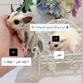Check spelling or type a new query. سناجب