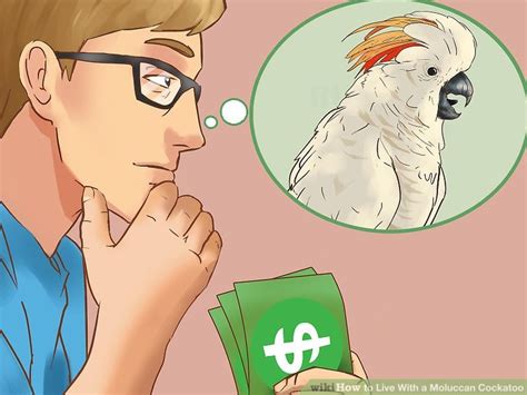 This species requires a lifetime commitment as they can live up to 70 years. 3 Ways to Live With a Moluccan Cockatoo - wikiHow