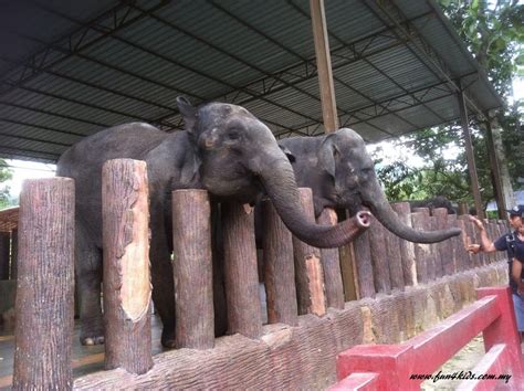 15 km von kuala gandah elephant sanctuary entfernt. Kuala Gandah Elephant Sanctuary - Fun4Kids Malaysia