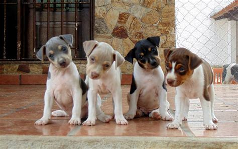 Puoi essere il primo a caricarle! Pro Terrier - Terrier Brasileiro