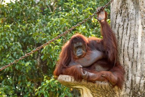 8:30am ~ 6:00pm admission fee : Go On A Tour Around Zoo Taiping And Night Safari With ...