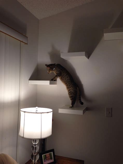 Diy cat shelves / cat wal. Cat super highway with IKEA Lack Shelf #superhighway # ...