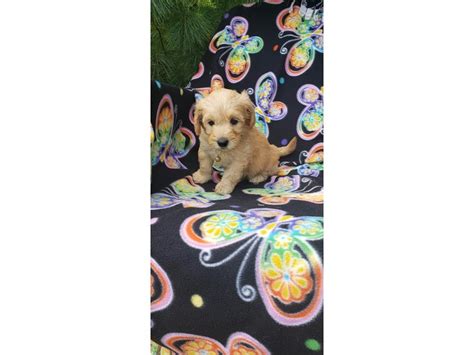 All of our pups are automatically enrolled into one of our training programs. F1B Mini Goldendoodle-DOG-Female-Apricot-2856666-Petland ...