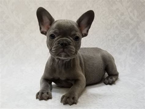 French Bulldog-DOG-Male-Blue-2606141-Petland Bradenton