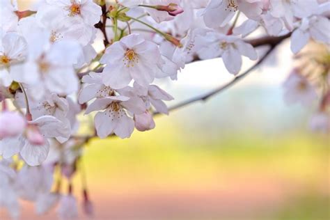 Wide hd standard mobile dual. Sakura wallpaper ·① Download free stunning wallpapers for ...