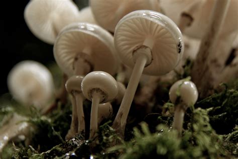 While using them may not make you sick, the taste, smell, and texture would ruin the enjoyment of the dish. White, Slimy Mushrooms VIII | Propably "Oudemansiella ...