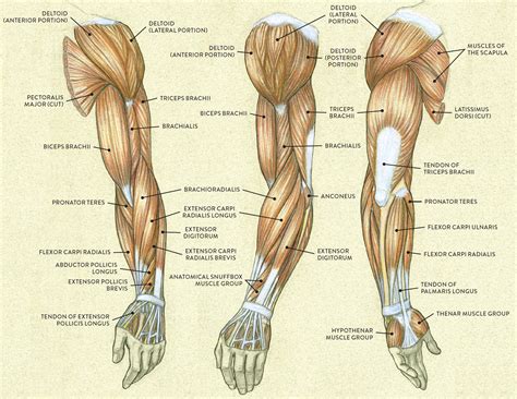 Flexion of the forearm is achieved by a group of three muscles — the brachialis, biceps the triceps brachii, as its name indicates, has three heads whose origins are on the scapula and humerus. Muscles of the Arm and Hand - Classic Human Anatomy in ...
