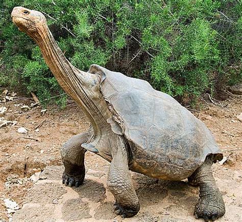 Penguins are a group of aquatic flightless birds. Galapagos Tortoise - The World's Largest Tortoise | Animal ...