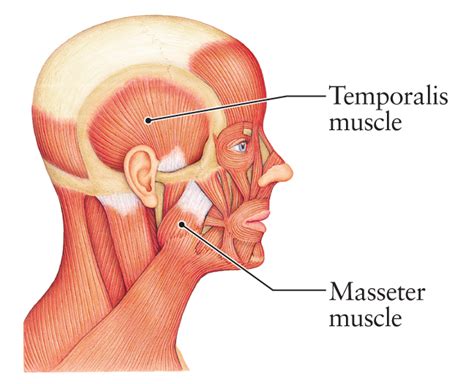 It permits movement of the body, maintains posture and circulates blood throughout the body. Human Anatomy for the Artist: July 2012