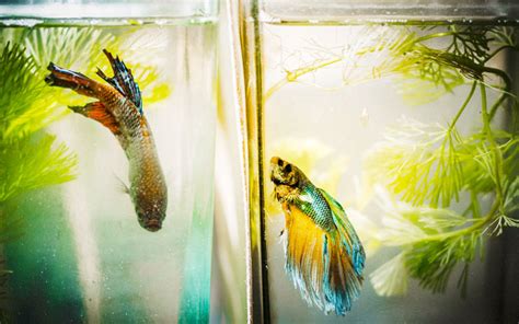 Betta fish have very specific feeding patterns that need to be taken into account if you want to give them a 3 more really good betta fish foods. 5 Best Betta Fish Tanks - Review & Buying Guide (Updated ...