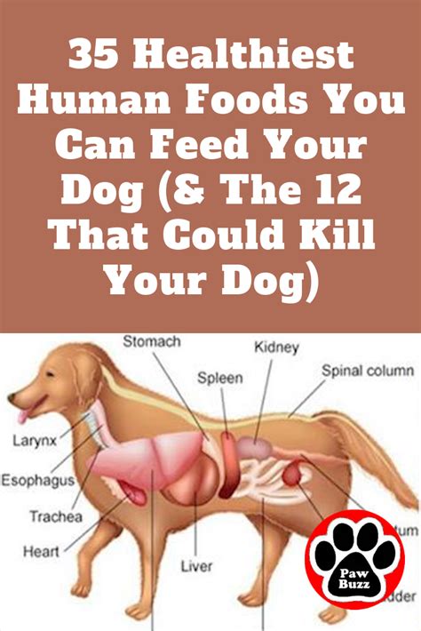 Dog treats for dogs with kidney disease. 35 Healthiest Human Foods You Can Feed Your Dog (And The ...