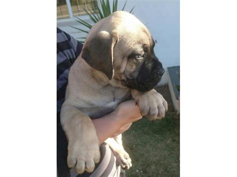 This post may contain affiliate links. Pure Bred Boerboel Puppies in Western Cape West Coast ...