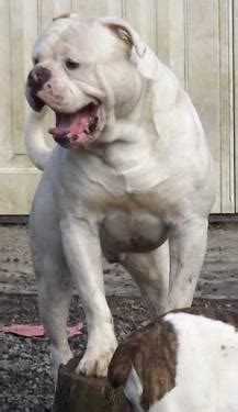 We produce 100% johnson and johnson type bulldogs with athletic builds and loving temperament's. NKC American Bulldog Pups Bully Type Champion Bloodline 3 ...