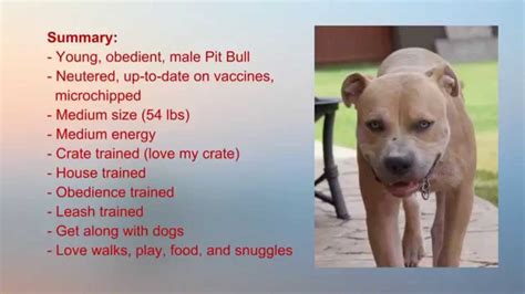 Here are our weekly adoptions published. Deno - Male Pit Bull available for adoption in Atlanta, GA ...